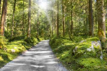 Profitez une course d’orientation gratuite dans la forêt à Casteljaloux